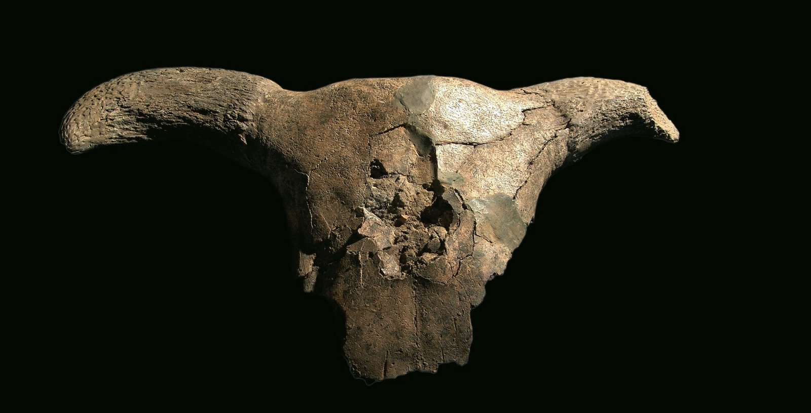 Cattle skull with horn cones. The find does not come from Goseck - this photo serves to better illustrate the anatomical context. © LDA, photo: J. Lipták.