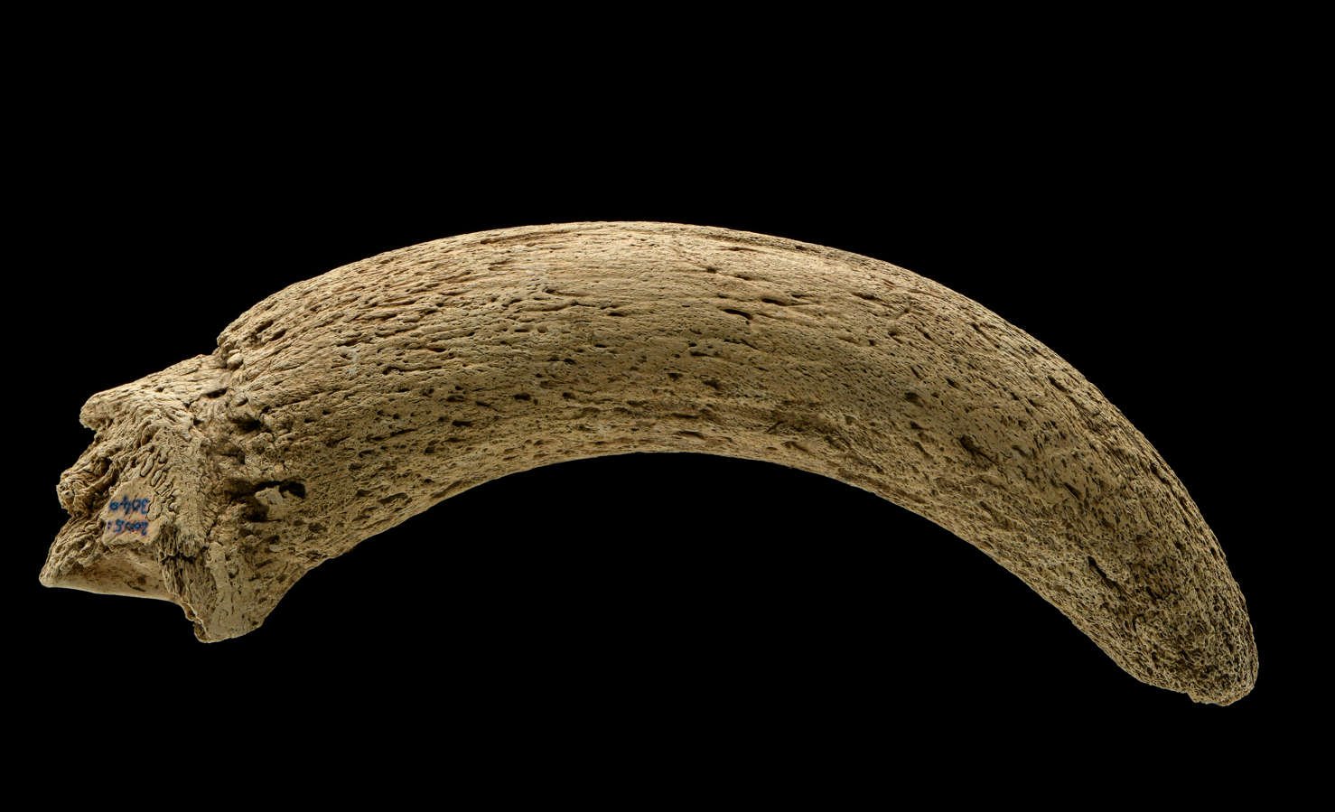 Horn cone of a domesticated bovine. © LDA, photo: J. Lipták.